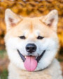 Quinn DAIKI Kratz